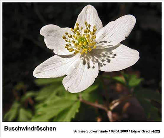 Buschwindroeschen