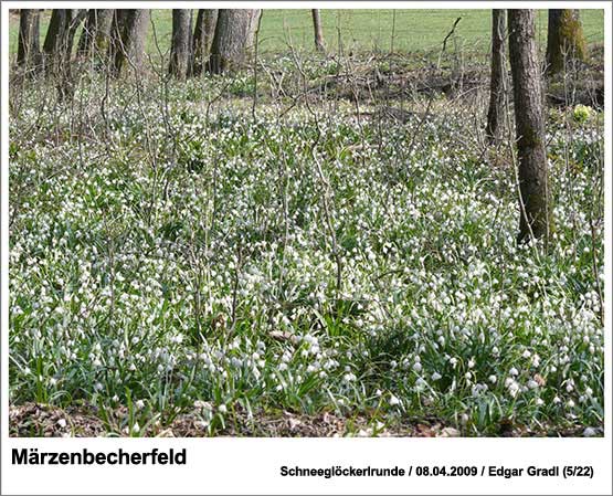 Maerzenbecherfeld