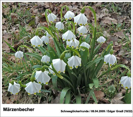 Maerzenbecher