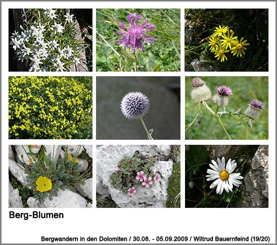 Berg-Blumen