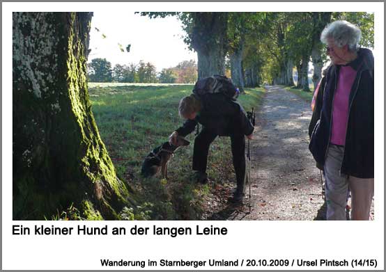 ein kleiner Hund an der langen Leine