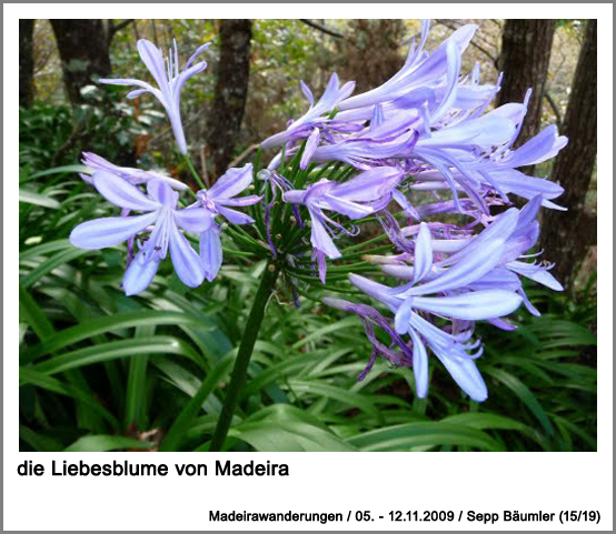 die Liebesblume von Madeira