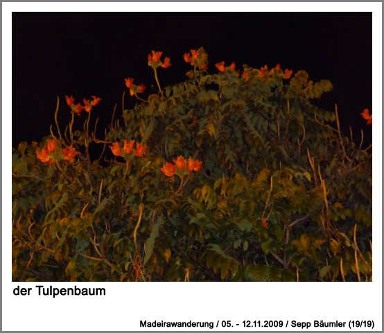 der Tulpenbaum