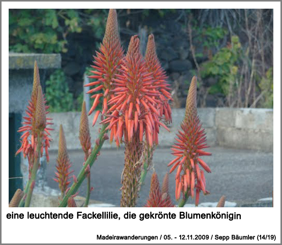 eine leuchtende Fackellilie, die gekrönte Blumenkönigin