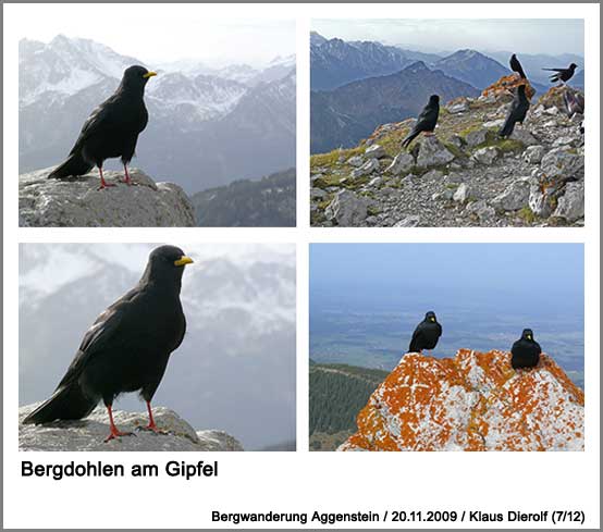 Bergdohlen am Gipfel