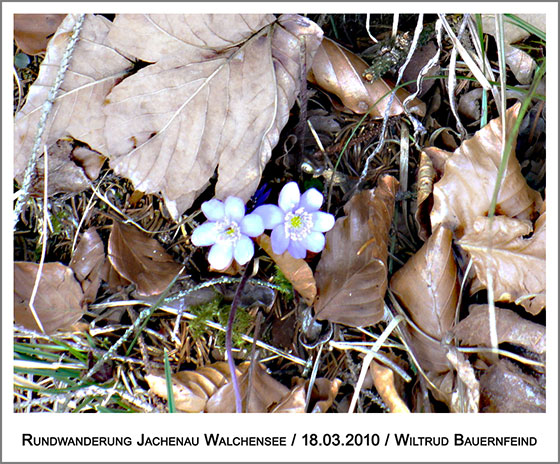 die ersten Blümchen sprießen