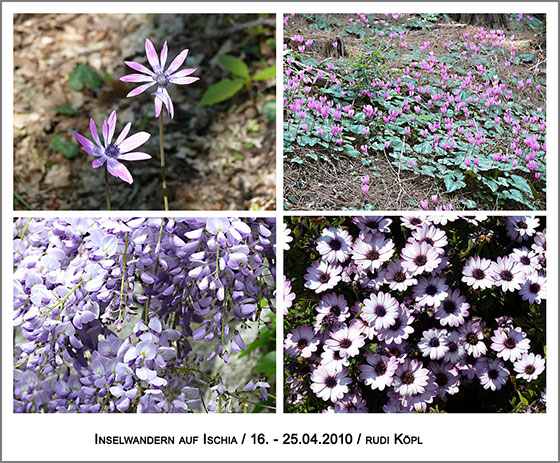 Frühlingsboten in der Farbe blau