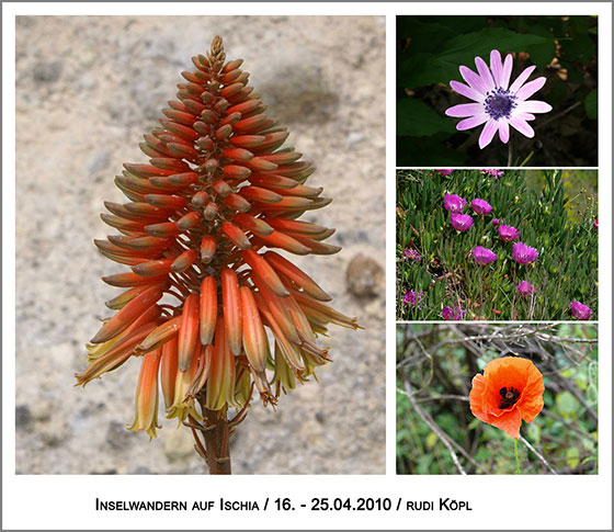 Frühlingsboten in der Farbe rot