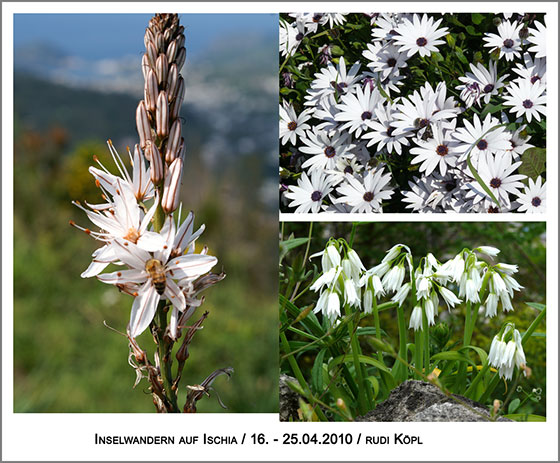 Frühlingsboten in der Farbe weiß