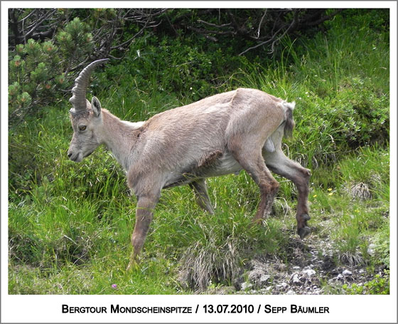 ein Steinbock