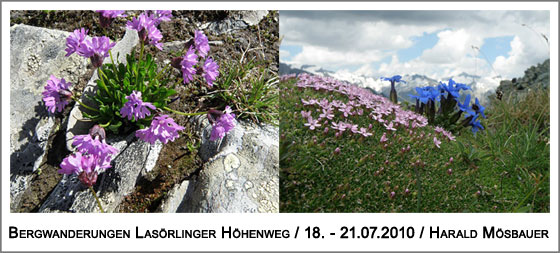 prächtige Alpenflora