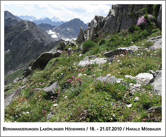 in den Tauern eine bunte Alpenflora