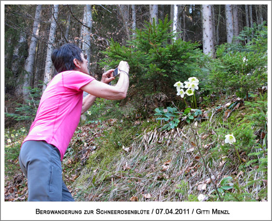 Schneerosenblüte - ein Eldorado für Fotografen