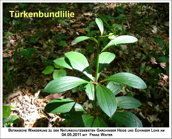 Türkenbundlilie, eigentlich keine typische Heidepflanze