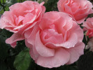 <p>Rosen im Vorgarten</p>