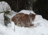 <p>4. Tag: Gehegezone im Nationalpark Luchs</p>