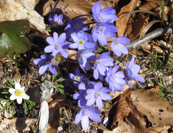 Leberblümchen, eine der ersten Frühlingsboten