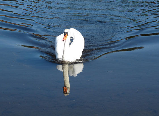 der spiegelnde Schwan