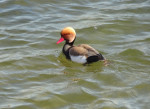 <p>Pr&auml;chtiger Erpel am Ufer</p>