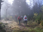 <p>Weiter aufw&auml;rts im Wald</p>