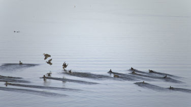 Chiemsee, Hirschauer Bucht