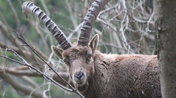 meeting an ibex on the ascent to the hut