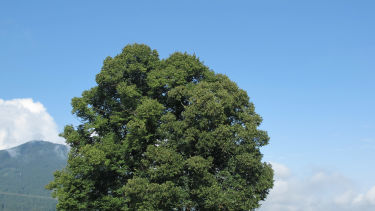 Marterl und Baum eine Harmonie