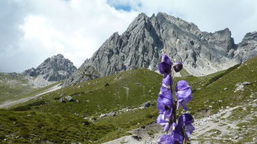 Steinkarspitze mit blauem Eisenhut