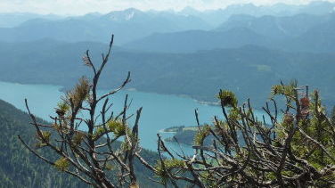 Walchensee