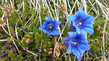 Das schönste Blau