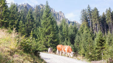 Fahrstraße in Richtung Pürschling