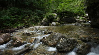 Urwüchsiges Reichenbachtal