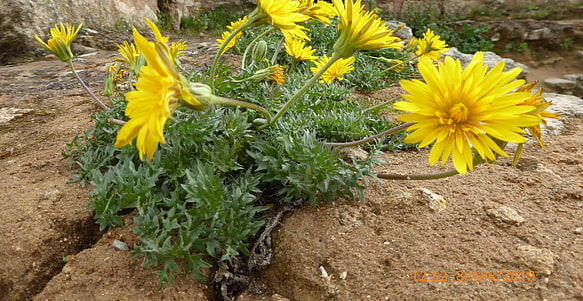 Strahliger Schweinssalat (Hyoseris radiata) - Andalusien, Ronda