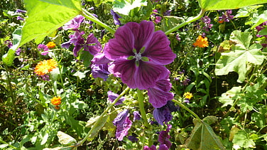 Wunderschöne Blumenwiese auf dem Weg