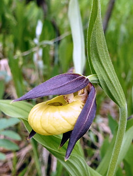 Orchideenblüte Frauenschuh