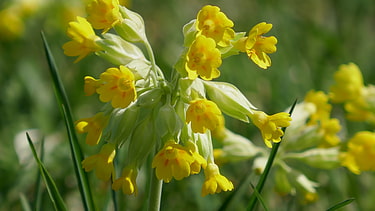 Die Wiesen-Schlüsselblumen sind gut anhand der auffallend orangefarbenen Flecken im gelben Schlund der Blüte zu erkennen.