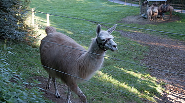 Lama im Wildgehege an der Grubmühle