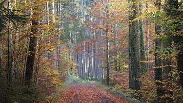 Herbstwald mit Fichten