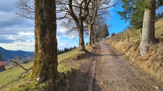 Weg zur Schliersbergalm | Path to Schliersbergalm