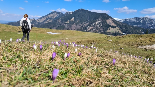  Blick von der Daffnerwaldalm in Richtung Hochries und Feichteck, 4. April 2021