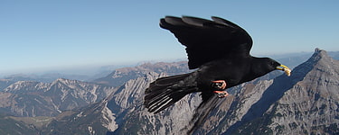 mehr