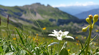 Edelweiß mit Dalfazjoch im Hintergrund