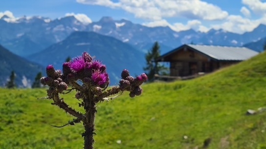 Blick über die Staffelhütte ins Karwendel, 27. Juni 2021