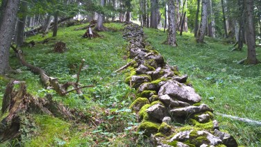 Steinmauer im Wald