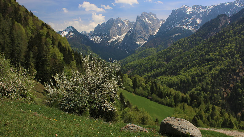 Frühling im Kaisertal, hinten die verschneite Nordseite des Wilden Kaisers