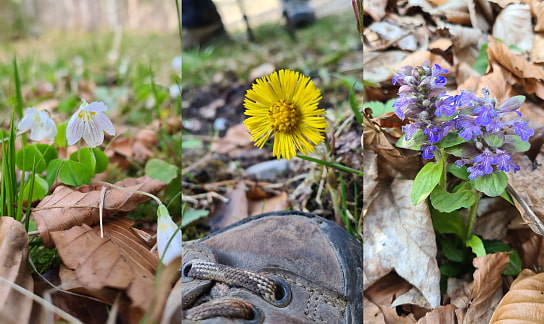 Blumen bestimmen auf der Wanderung zum Schafkopf