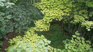 Wald von oben