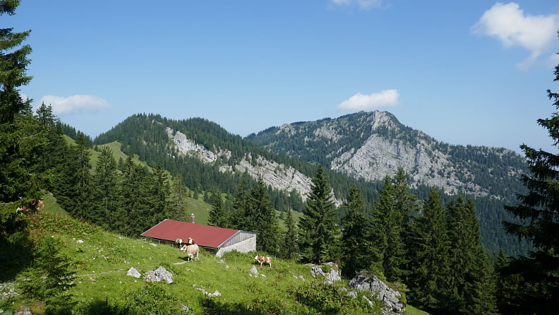 Blick über die Elbachalm in Richtung Breitenstein