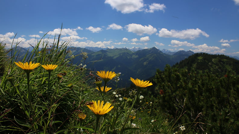 Gipfelblumen