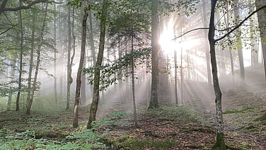 Zauberhaftes Sonnenlicht